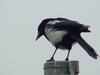 Black-billed Magpie