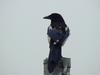 Black-billed Magpie