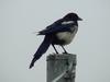 Black-billed Magpie