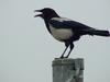 Black-billed Magpie