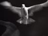 [Daily Photos 2002] Freedom of Spirit (Flight of a gull)