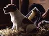 [Daily Photos 2002] Jack Russell Terrier