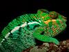 [Daily Photos 2002] male Panther Chameleon, Madagascar