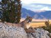 [Daily Photos 2002] Mountain Lion, Rocky Mountains
