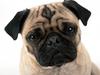 [Daily Photos 2002] Pug Mug
