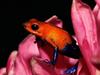 [Daily Photos 2002] Strawberry Poison Frog