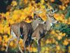 [Daily Photos 2002] White-tailed Deer pair