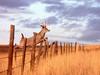 [Daily Photos 2002] Whitetail Deer jumping