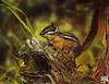 ...Catsmeat SDC 2003 - Weyer Wildlife Calendar 04: Chipmunk - acrylic painting by William Vanderdas