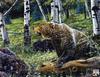 Catsmeat SDC 2003 - Weyer Wildlife Calendar 08: Grizzly Bear - oil painting by Brian Durfee