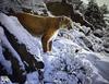 Catsmeat SDC 2003 - Weyer Wildlife Calendar 11: Cougar - acrylic painting by Ron Parker