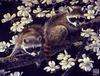 Catsmeat SDC 2004 - Weyer Wildlife Calendar 03: American Racoons by Wilhelm Goebel