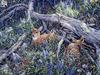 Catsmeat SDC 2004 - Weyer Wildlife Calendar 05: Fawns by Jeff Tift
