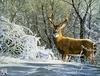 Catsmeat SDC 2004 - Weyer Wildlife Calendar 12: White-tailed Deer by Bruce Miller