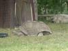 Aldabra Tortoise