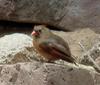 Cardinal