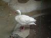 Coscoroba Swan