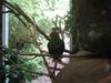 Electus Parrot
