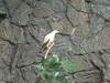 Pied Imperial Pigeon