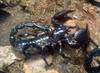 Emperor Scorpion