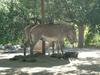 Grevy's Zebra