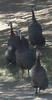 Helmeted Guinea Fowl