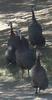 Helmeted Guinea Fowl