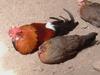 Red Jungle Fowl