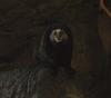 Wied's Marmoset