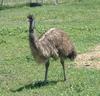 Emu