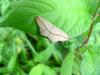 Moth