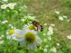 Hoverfly