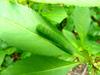 Caterpillar