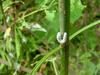 Caterpillar