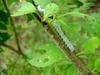 Caterpillar