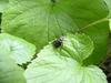 Beetle