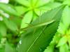 Mantis instar on leaf