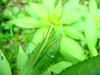 Mantis instar on leaf