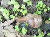 Korean Round Snail (Acusta despecta sieboldiana)