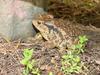 Korean Common Toad (Bufo bufo gargarizans)