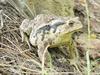 Korean Common Toad (Bufo bufo gargarizans)