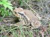 Korean Common Toad (Bufo bufo gargarizans)