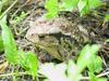 Korean Common Toad (Bufo bufo gargarizans)