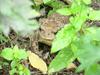 Korean Common Toad (Bufo bufo gargarizans)