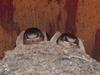 Swallow Babies