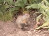 Wyoming Ground Squirrel