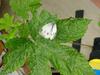Indian Cabbage White butterfly (Pieris canidia)