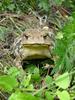 Korean Common Toad (Bufo bufo gargarizans)