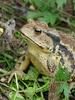 Korean Common Toad (Bufo bufo gargarizans)