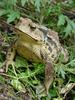 Korean Common Toad (Bufo bufo gargarizans)